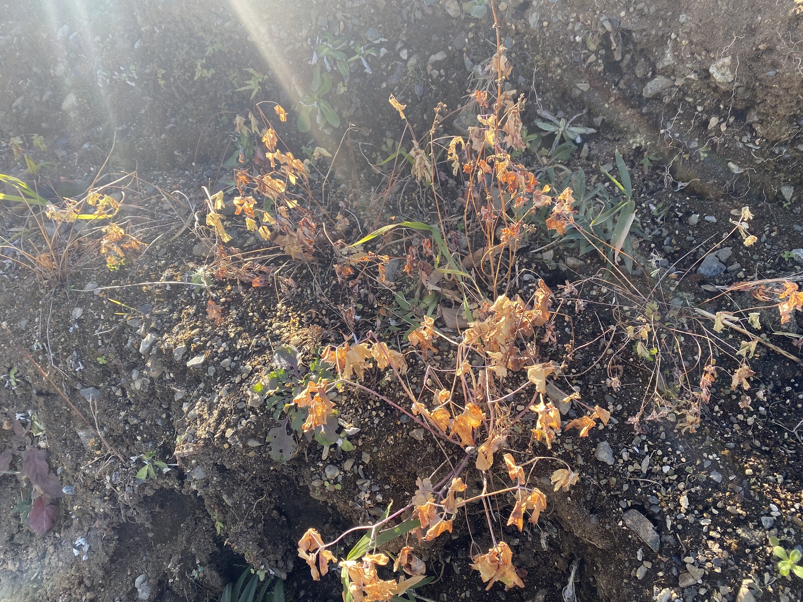 西洋オダマキ　0116