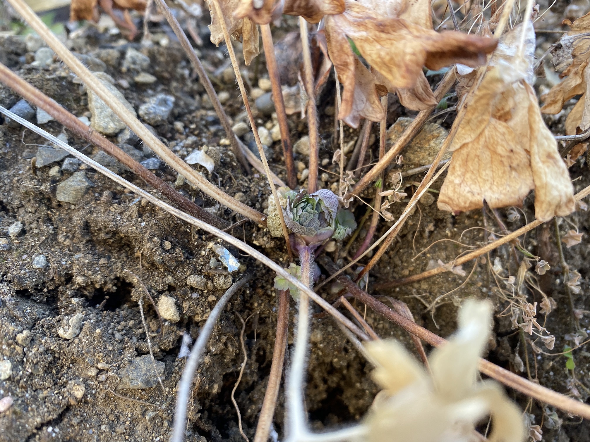 西洋オダマキ　0207