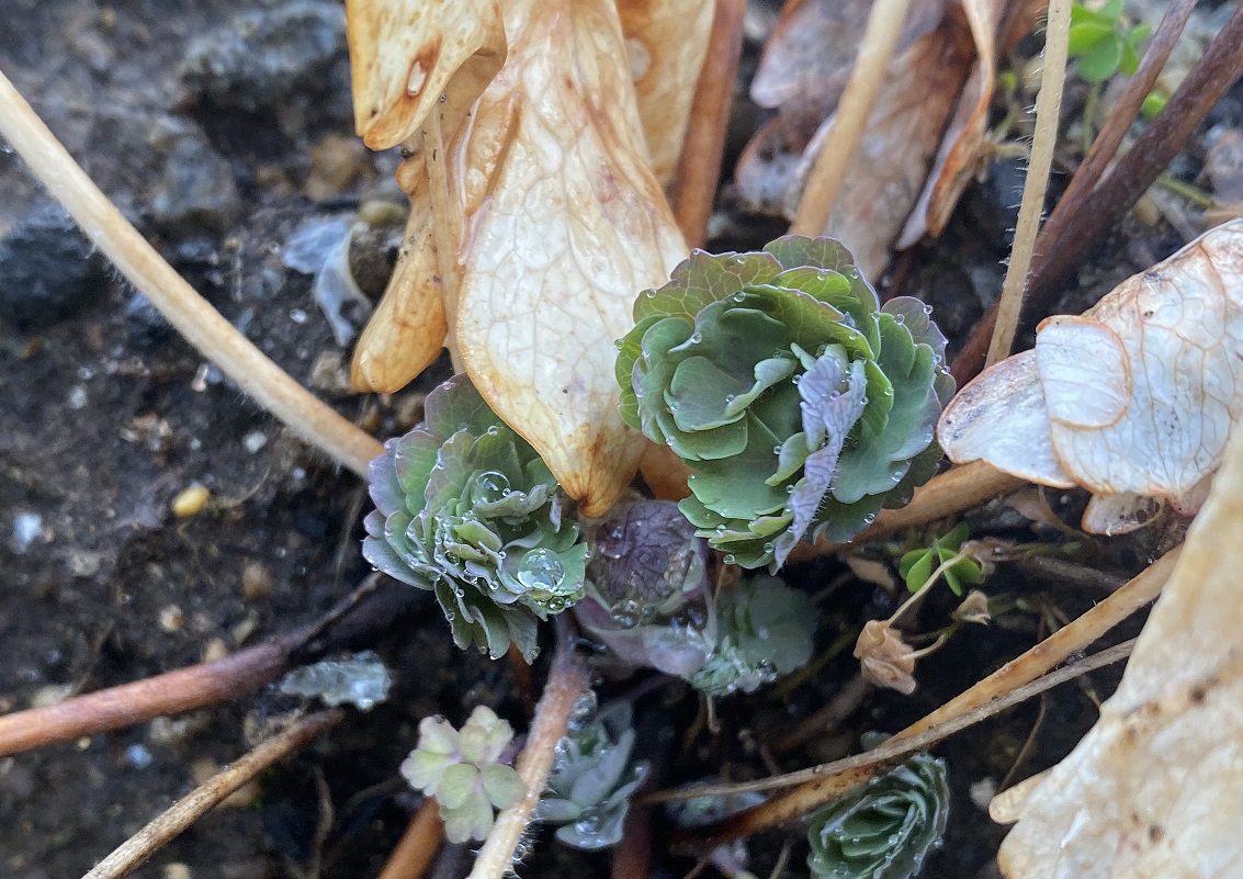 西洋オダマキ　0214