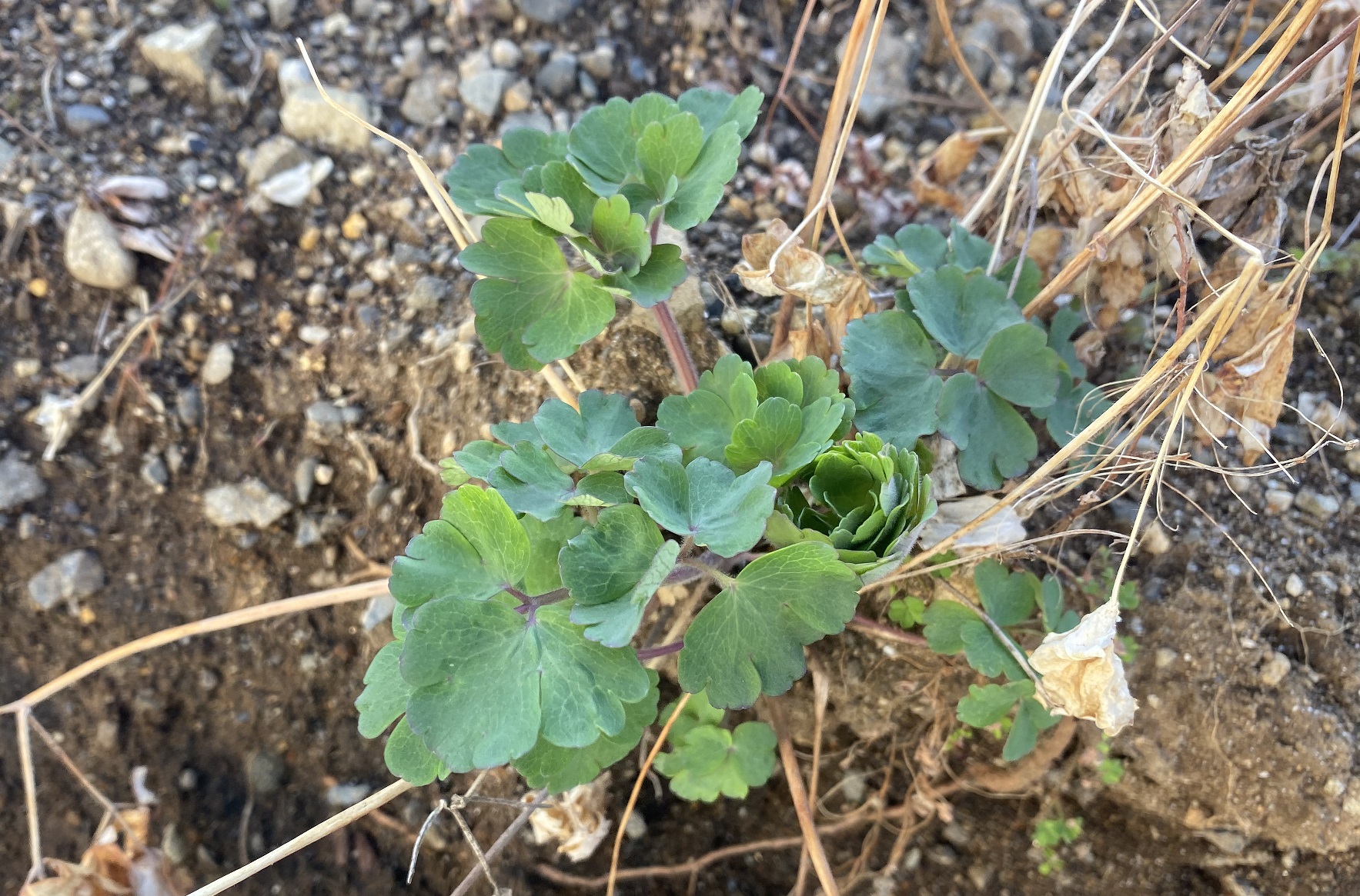 西洋オダマキ　0314