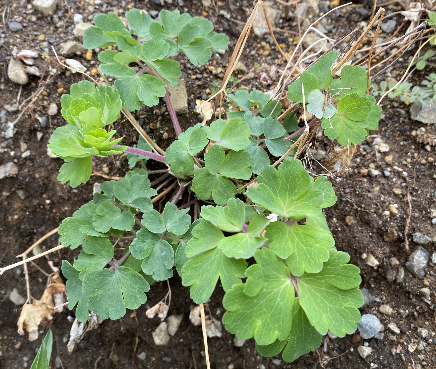 西洋オダマキ　0320