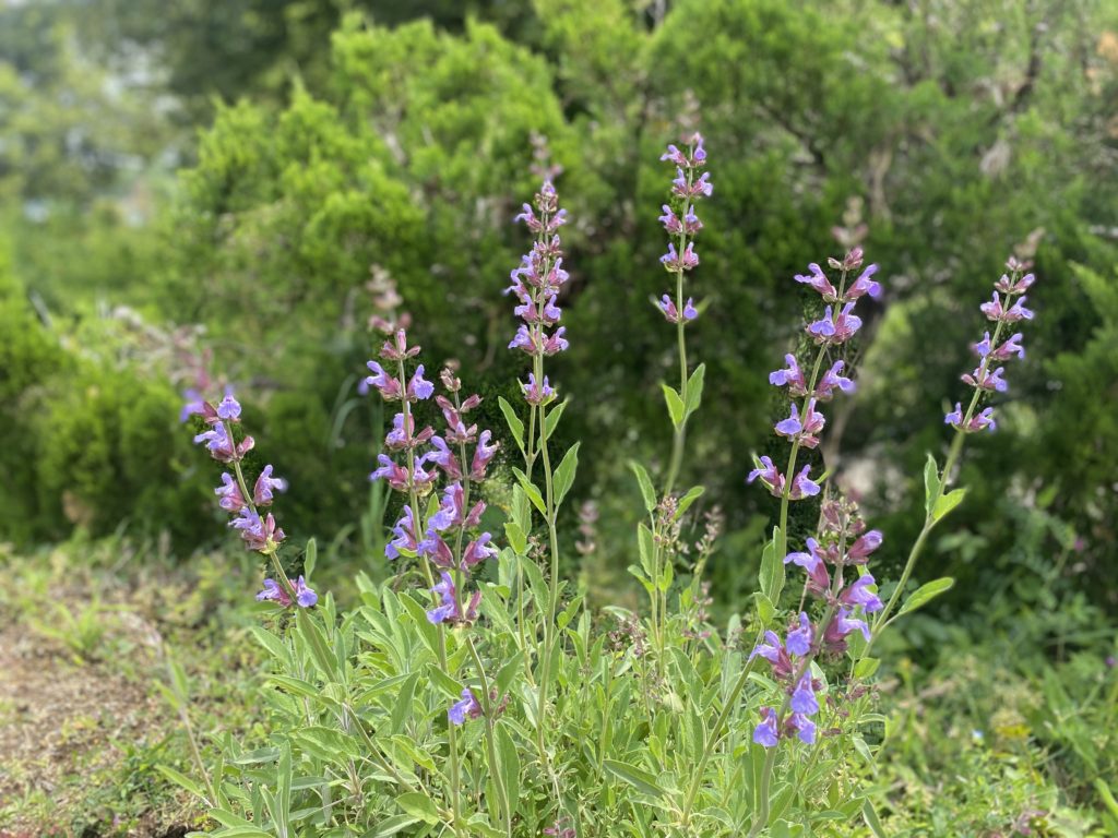 セージの開花