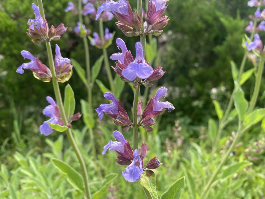 セージ　開花