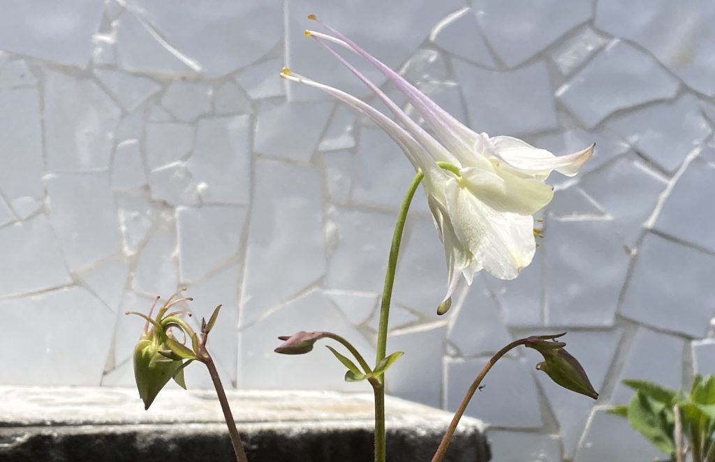 西洋オダマキ　白花
