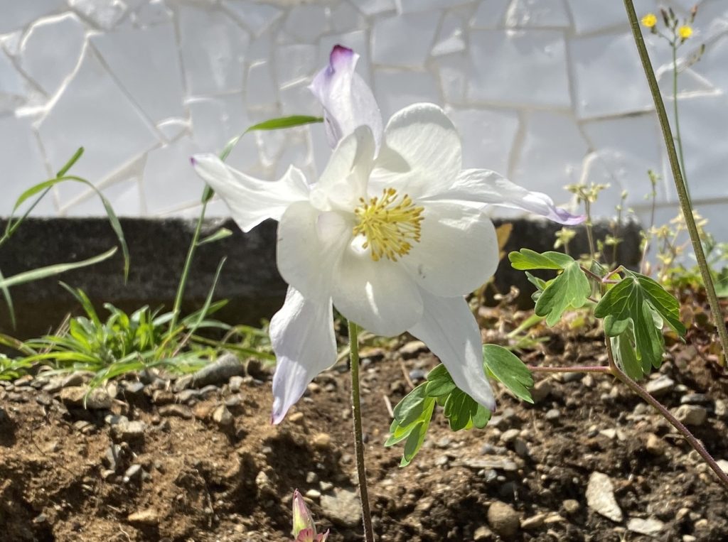 西洋オダマキ　花の仕組み