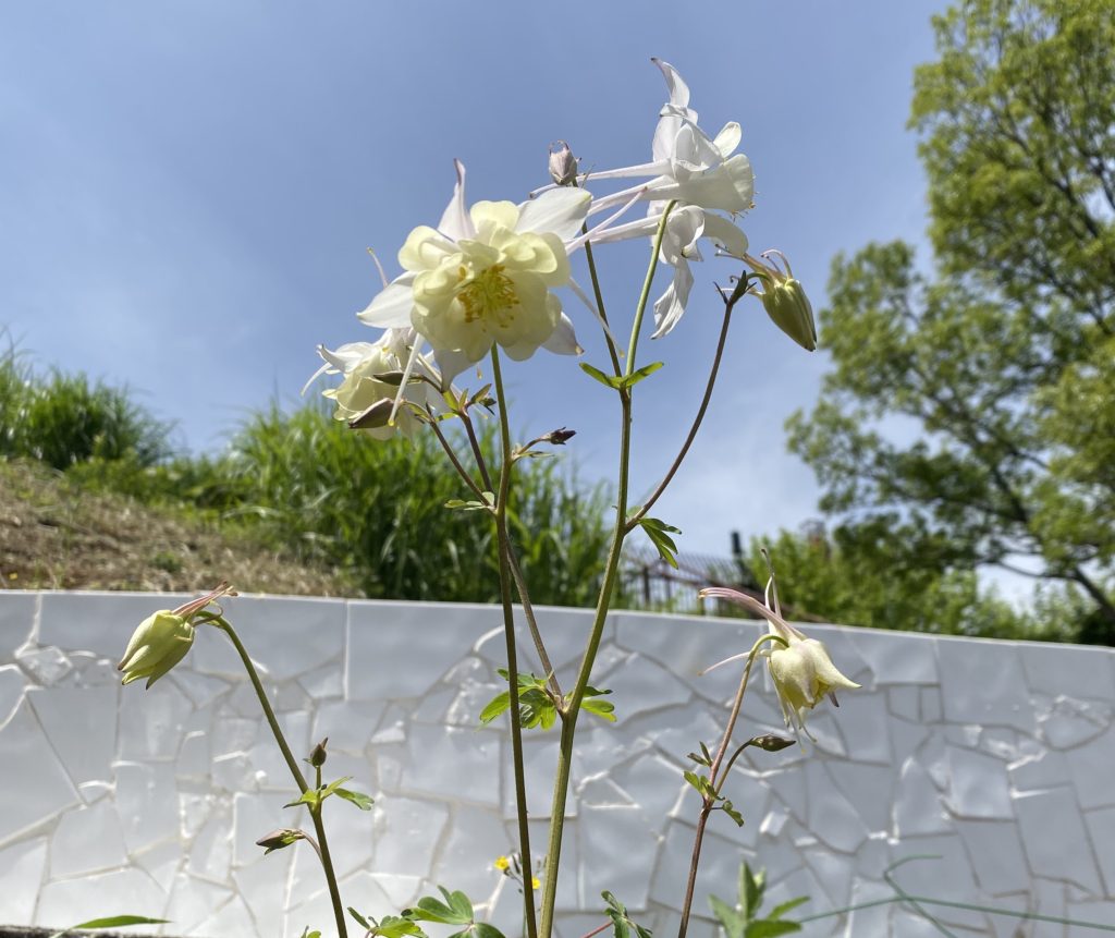 西洋オダマキ　白花開花