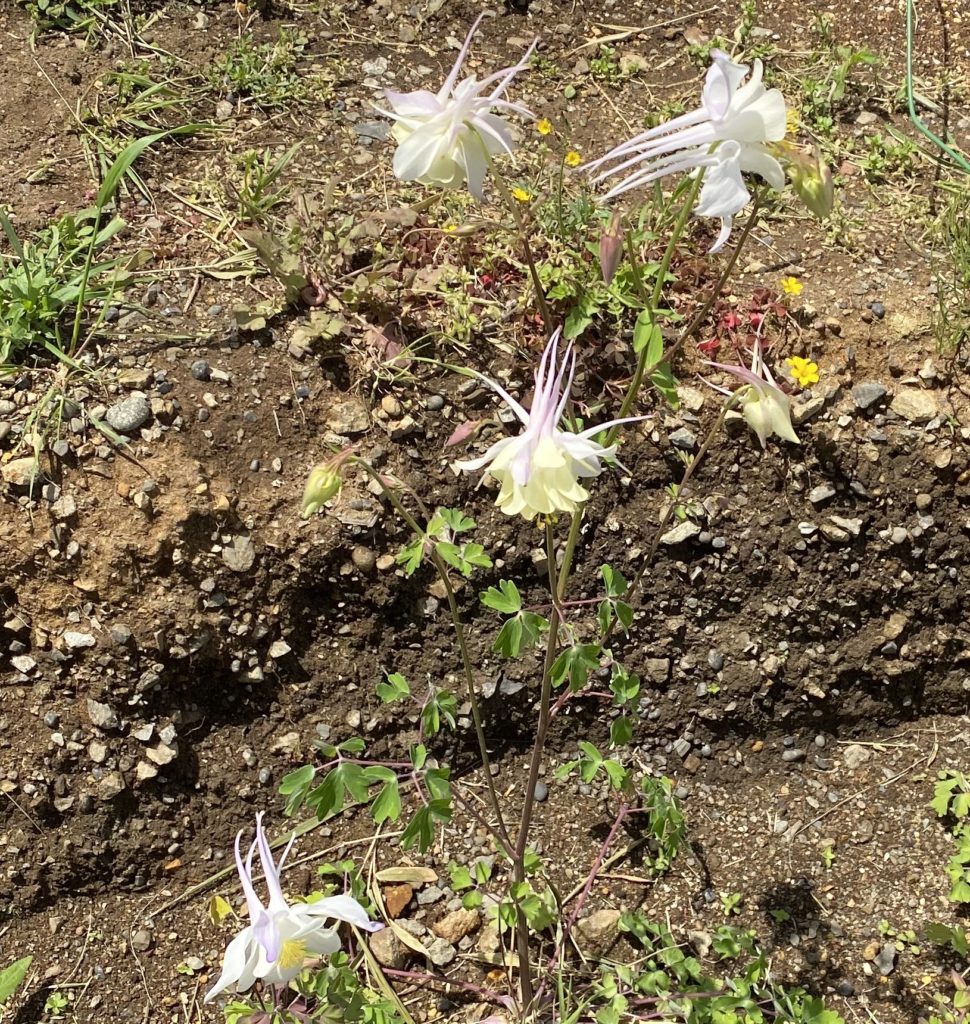 西洋オダマキ　踊る