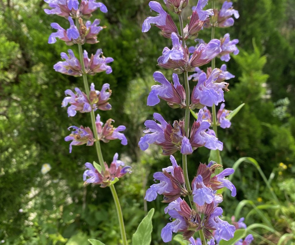 セージ　青い花