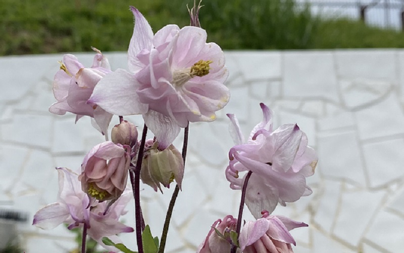 アキレギア　マッカナジャイアント　花