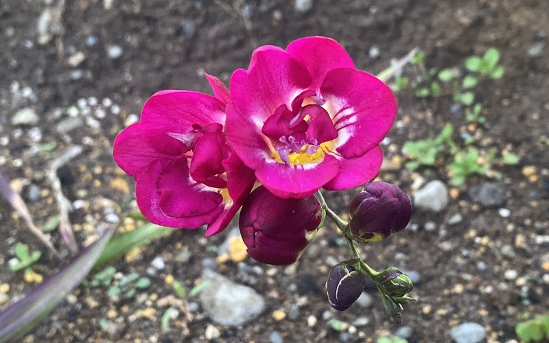 フリージア　花