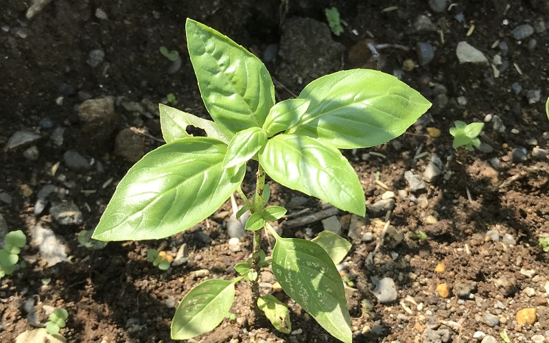 Basil