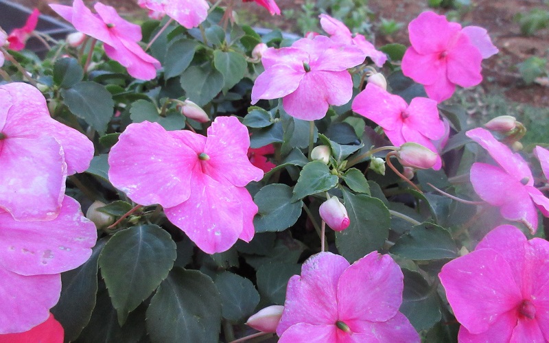 Impatiens