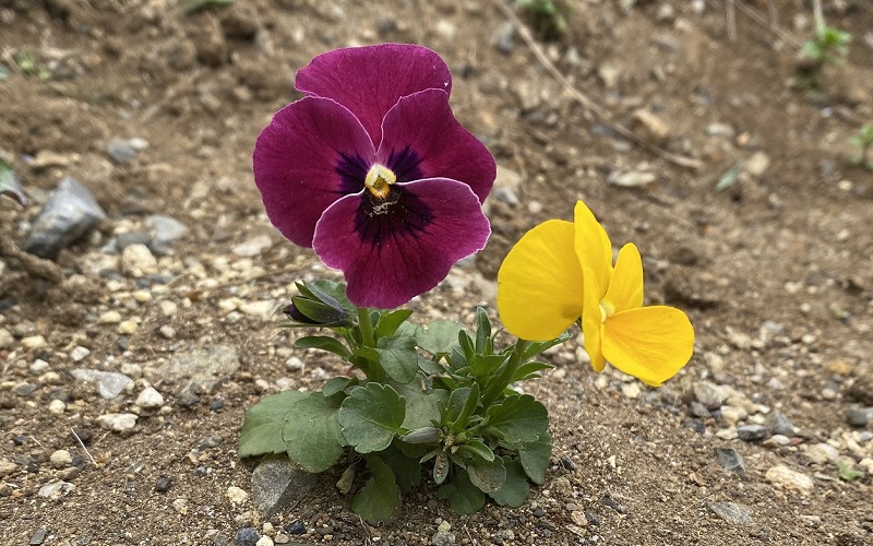 pansy