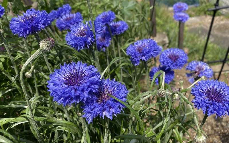 Cornflower